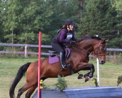 broodmare Quisienne (Austrian Warmblood, 2007, from Quality 9)