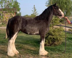 horse Cey's Nattie (Clydesdale, 2019, from Willow Way Nightlight)