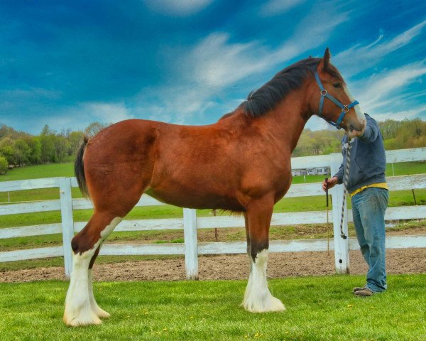 Pferd Brookside Stormy (Clydesdale, 2019, von Tablerock's Cracker Jack)