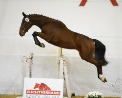 Springpferd Paco Rabanne (Österreichisches Warmblut, 2018, von Plot Blue)