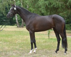 broodmare Nachtwache (Trakehner, 2015, from Syriano)