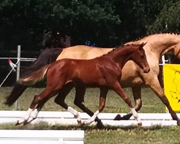 Springpferd Waynara (Deutsches Reitpony, 2019, von Heidbergs Nancho Nova)