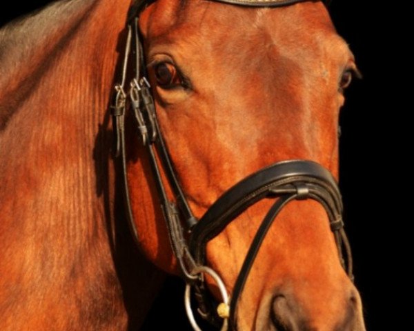 dressage horse Catania 121 (Rhinelander, 2009, from Catani K)