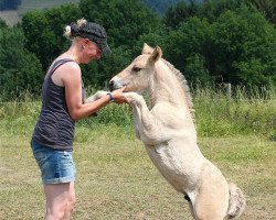 dressage horse Kajue (Fjord Horse, 2015, from Kelvin)