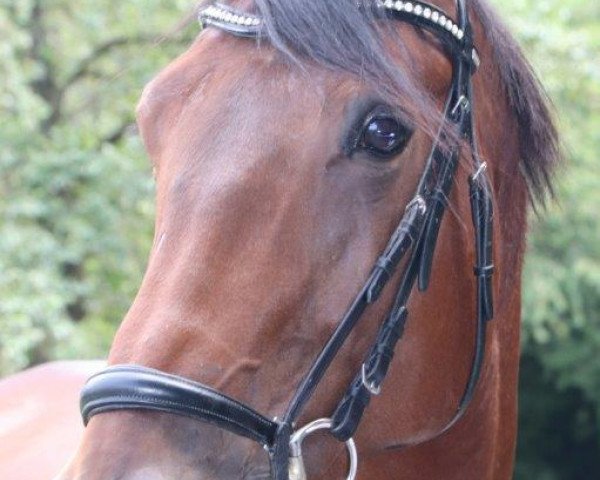 dressage horse Easy Ella (Westphalian, 2010, from Expansion)