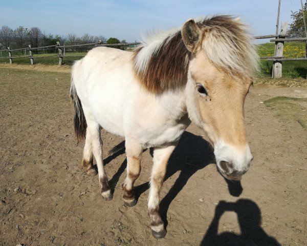 Pferd Delya (Fjordpferd, 2019, von Kjarson)