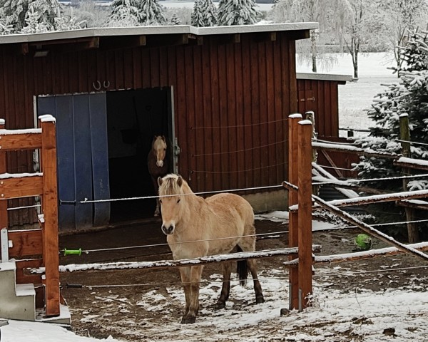 horse Delya (Fjord Horse, 2019, from Kjarson)