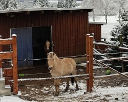 Pferd Delya (Fjordpferd, 2019, von Kjarson)