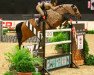 jumper Balance (KWPN (Royal Dutch Sporthorse), 2006, from Tenerife)