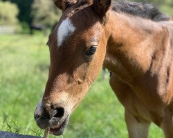 jumper Mios (Hanoverian, 2020, from Cavoiro - H OLD)