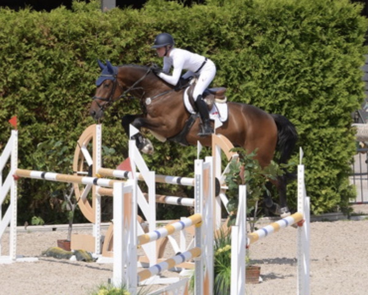 jumper Siegfried H (Hanoverian, 2014, from Stolzenberg)