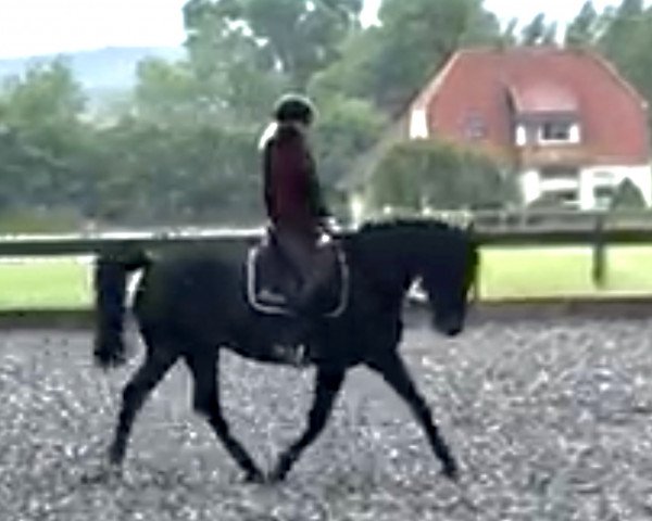 Springpferd Comnet (Deutsches Reitpferd, 2014, von Cinemon)