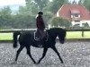 jumper Comnet (German Warmblood, 2014, from Cinemon)