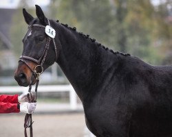 jumper Diavolo Vom Eigen CH (Swiss Warmblood, 2015, from Thorgal de Kezeg)