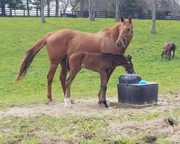 horse Stute von Medaglia d´Oro xx (Thoroughbred, 2018, from Medaglia d'Oro xx)