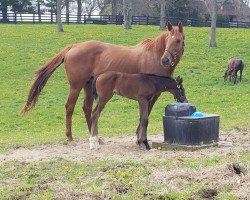 Pferd Stute von Medaglia d´Oro xx (Englisches Vollblut, 2018, von Medaglia d'Oro xx)