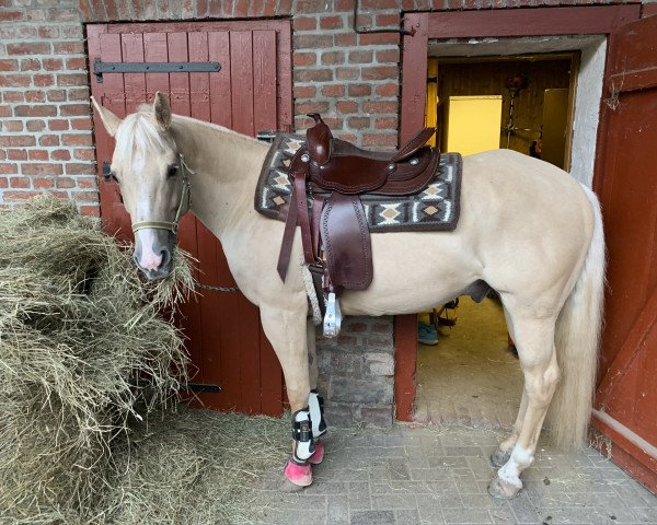 Pferd Snapper Jacson Bo (Quarter Horse, 2014)