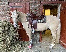 Pferd Snapper Jacson Bo (Quarter Horse, 2014)