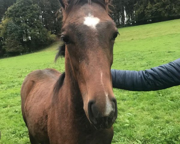 dressage horse Fleur de Plaisir (German Sport Horse, 2020, from Plaisir Pur)