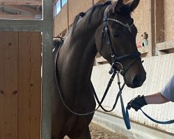 dressage horse Fritz Fussel (Hanoverian, 2017, from For Romance I)