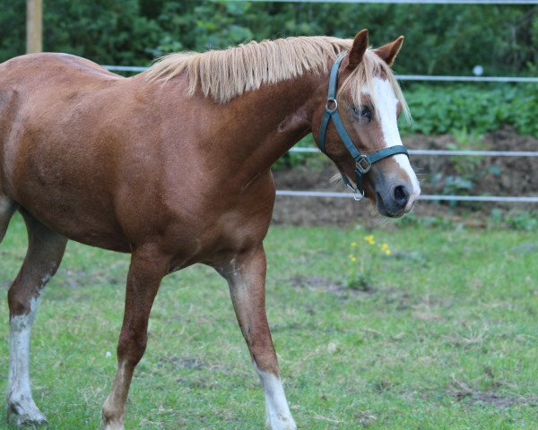 Pferd Nolimit Happy Dancer (Welsh Mountain Pony (Sek.A), 2016, von Ceulan Cariadog)