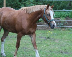 Pferd Nolimit Happy Dancer (Welsh Mountain Pony (Sek.A), 2016, von Ceulan Cariadog)