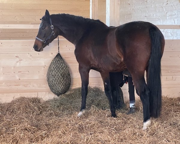 broodmare Lasina (Holsteiner, 2011, from Lasino)