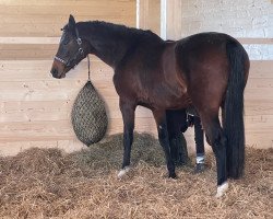 broodmare Lasina (Holsteiner, 2011, from Lasino)