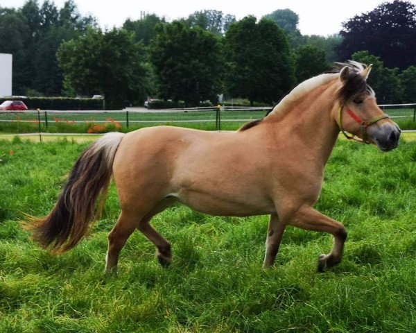 broodmare Yinnar (Fjord Horse, 2002, from Bjørkman)