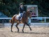 dressage horse Luna 1425 (Oldenburg, 2002, from Don Larino 171 FIN)