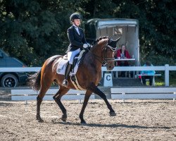 dressage horse Luna 1425 (Oldenburg, 2002, from Don Larino 171 FIN)