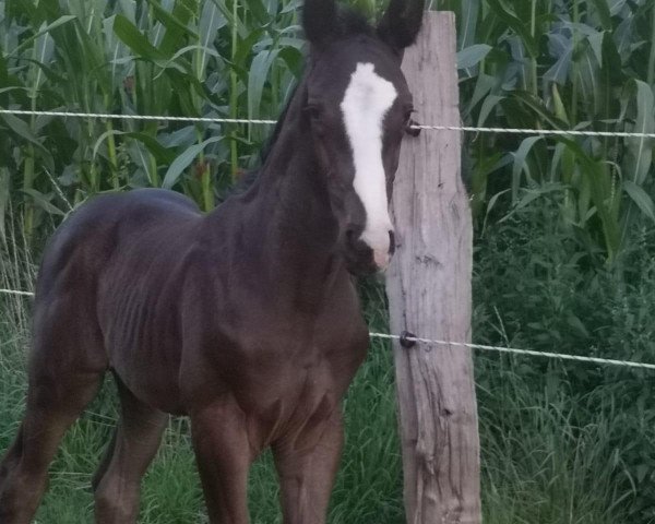 dressage horse Dark Dancer (Hanoverian, 2020, from Dancier Gold FRH)