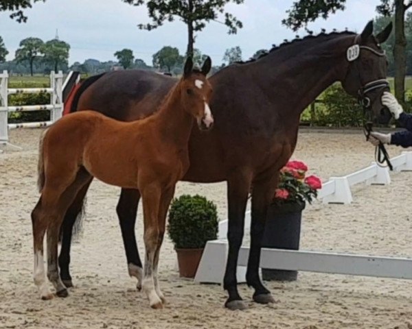 broodmare CHACCOLINE (Oldenburg show jumper, 2008, from Chacco-Blue)