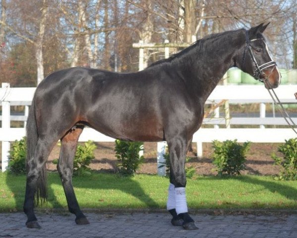 broodmare Shira Lee (Hanoverian, 2006, from Stedinger)