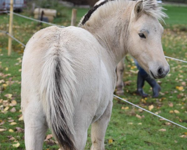 horse Drauko (Fjord Horse, 2020, from Draug)