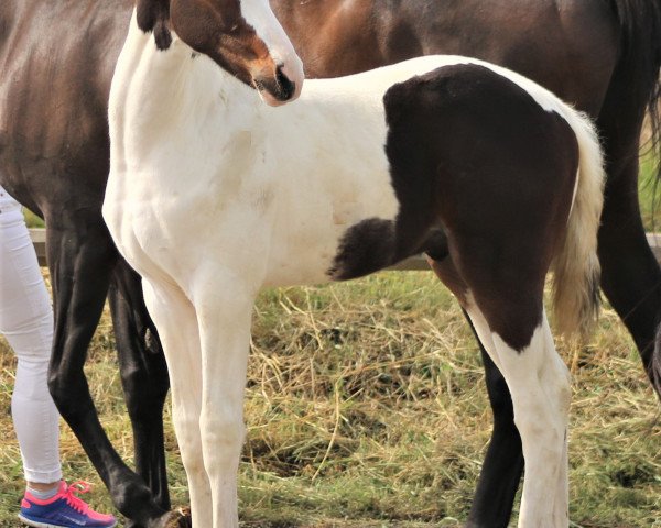 dressage horse Sinesto af Elestorp (Mecklenburg, 2020, from Sir Statham ML)