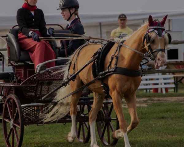 horse Beschenhof Zippo's Boy (Welsh-Pony (Section B), 2014, from Nilantshoeve's Zippo)