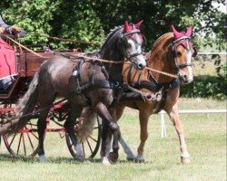 horse Lakeway's Waylon (Welsh-Pony (Section B), 2014, from Wildzang's Sinjeur)