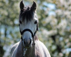 Zuchtstute Penny Lane (Deutsches Reitpony, 2011, von Ald Feart's Marko)