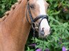 dressage horse A Surprise (German Riding Pony, 2013, from FS Cracker Jack)