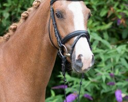 dressage horse A Surprise (German Riding Pony, 2013, from FS Cracker Jack)