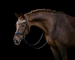 dressage horse Betty Bond 3 (Westphalian, 2016, from Bernay)