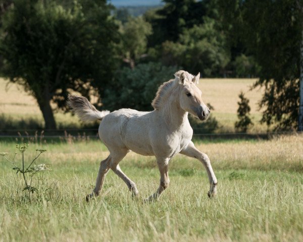 Pferd Skadi (Fjordpferd, 2019, von Kjarson)