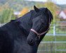 broodmare Under the Moon (Trakehner, 2007, from Easy Game)