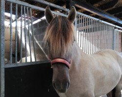 horse Tuïsto van de Bilterhoeve (Fjord Horse, 2017, from Lyckängs Tempo)