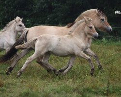 horse Uliana van de Bilterhoeve (Fjord Horse, 2018, from Drafur)