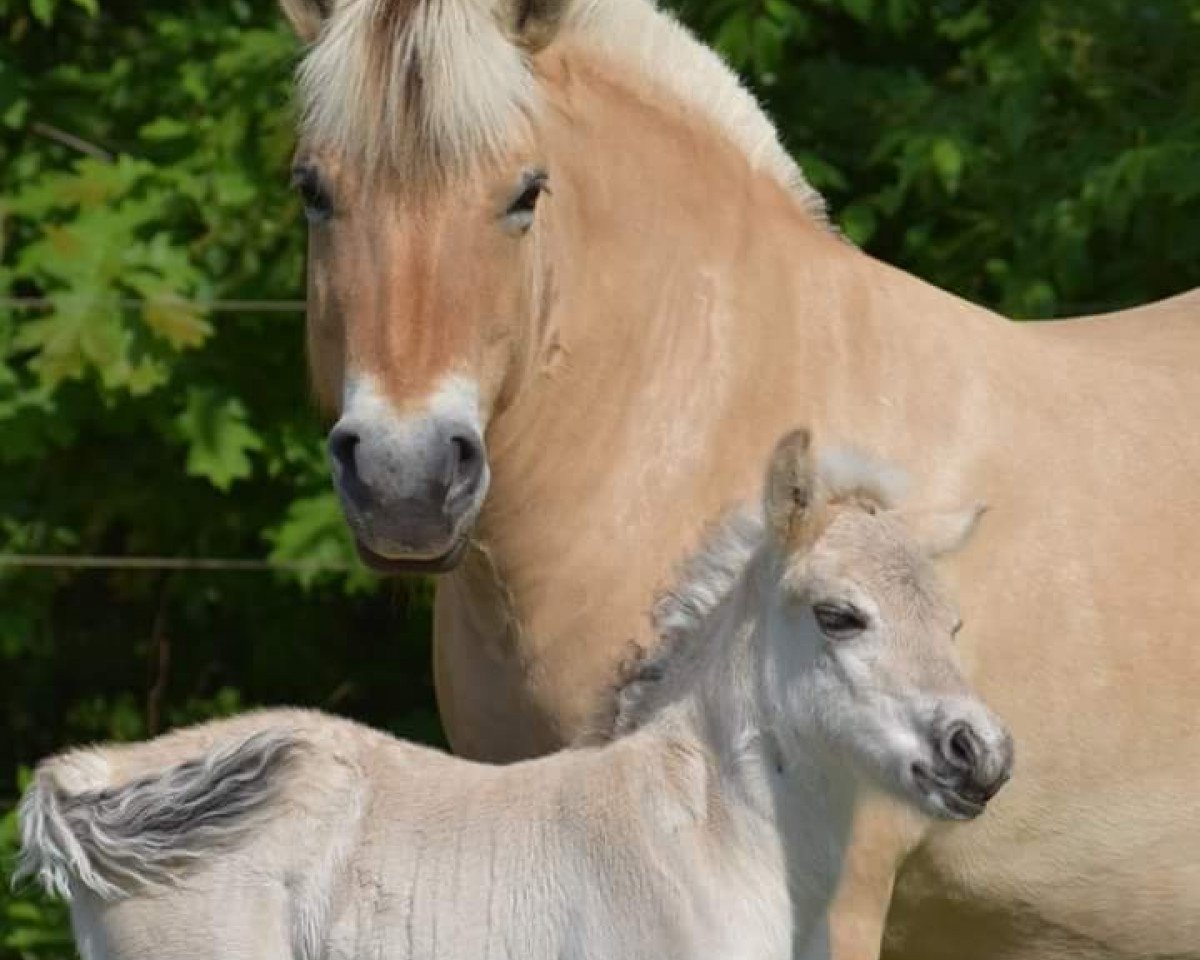 broodmare Lucensia van de Bilterhoeve (Fjord Horse, 2010, from Brijol)