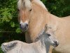 broodmare Lucensia van de Bilterhoeve (Fjord Horse, 2010, from Brijol)