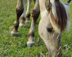 horse Vittorio van de Bilterhoeve (Fjordpferd, 2019, from Drafur)