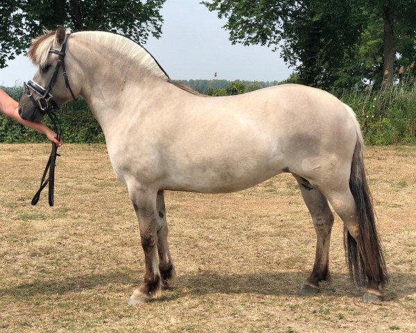 broodmare Raika van de Bilterhoeve (Fjord Horse, 2015, from Brijol)